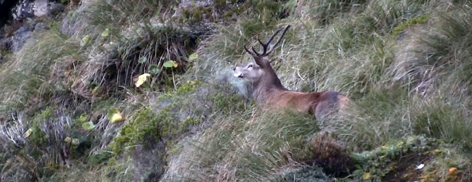 Fiordland, the Deer Recovery