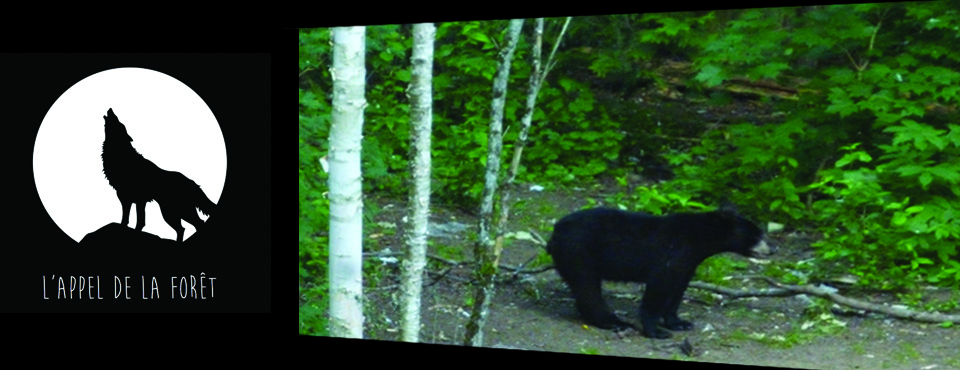 AF l’ours noir des Laurentides à l’arc