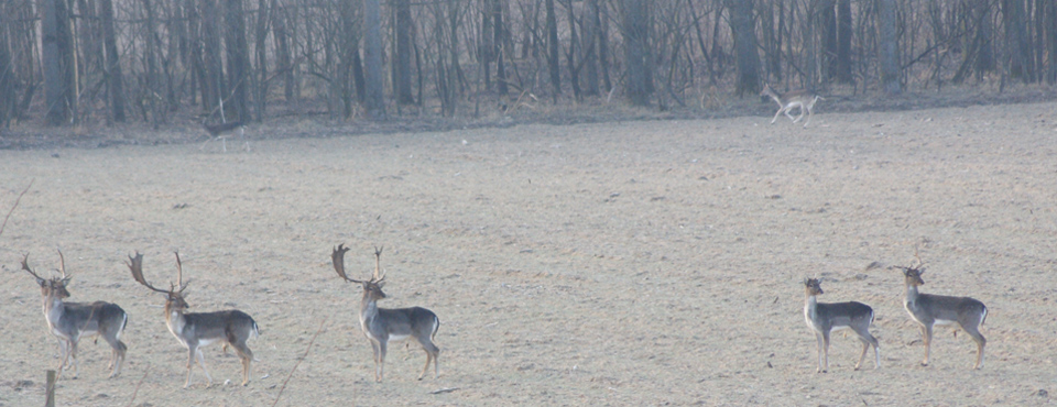 Hongrie, une chasse d’Empire