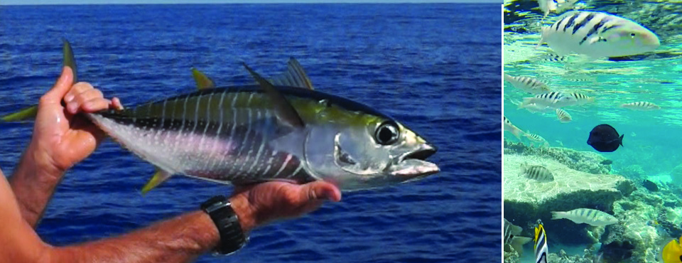 Bonites à Raiatea