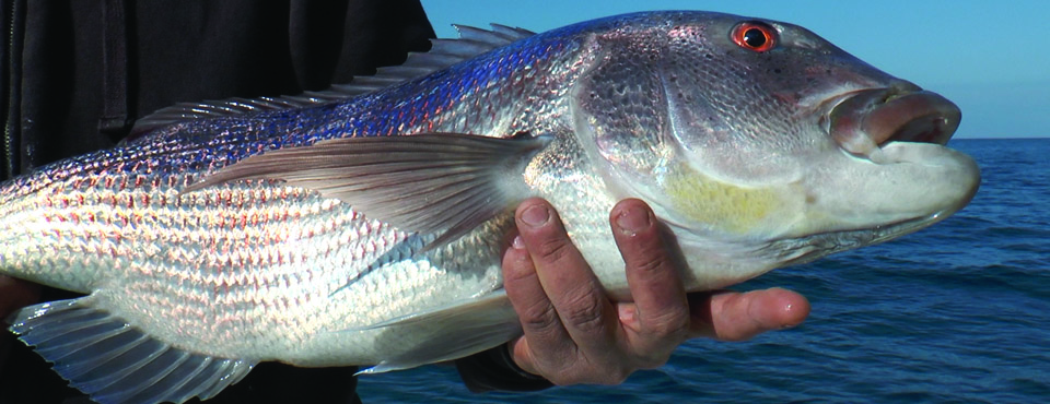 Pêche au denti en Corse