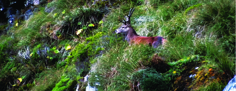 Fiordland, the Deer Recovery : Images Chocs !