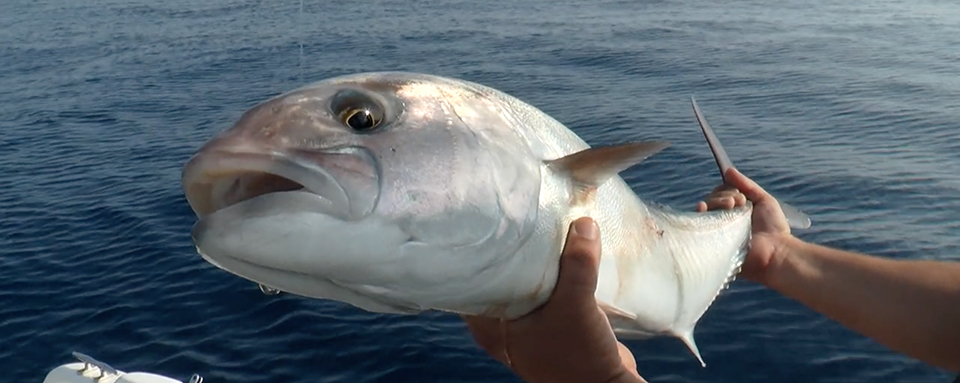 Sériole et barracuda en Méditerranée