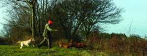 Lapins aux fauves de Bretagne et au labrador