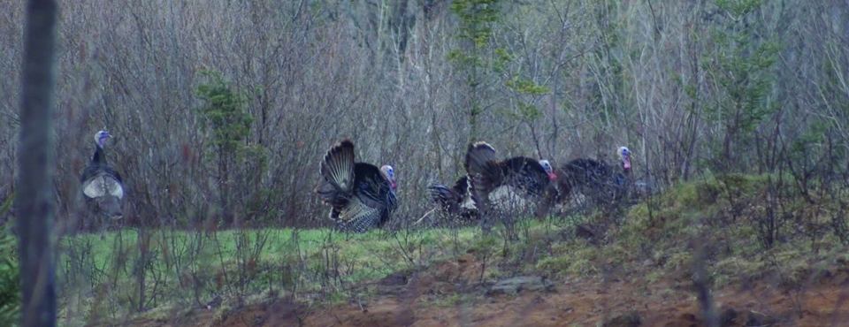 AF chasse au dindon