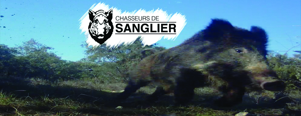 Chasseur de sangliers : chef de battue