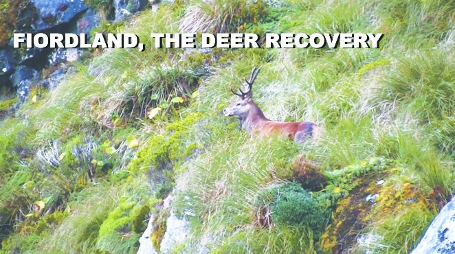 Fiordland, The Deer Recovery Submitted To Sunny Side Of The Doc