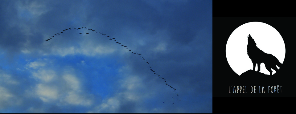 Canada Goose Hunting