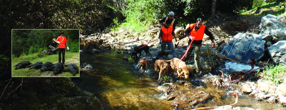 Administrative Cull of Var’s Wild Boar